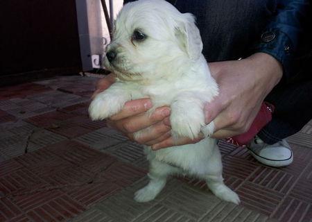 bichoni maltezi de vanzare