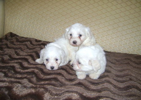 Bischoni maltese Bischoni maltese