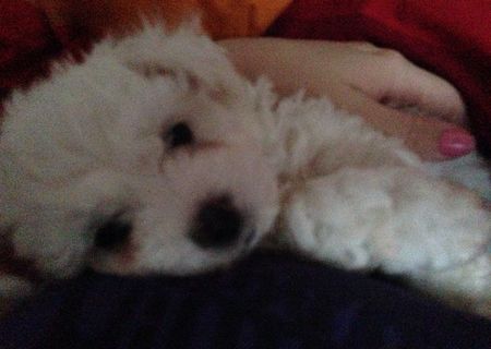 Bishon frise de vanzare