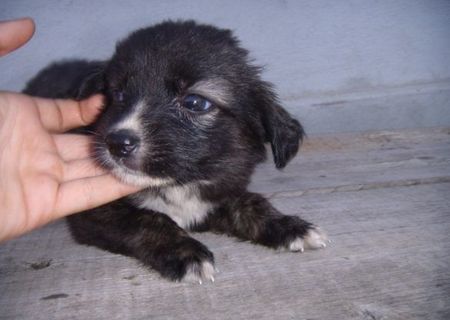 Border Collie femela rasa pura