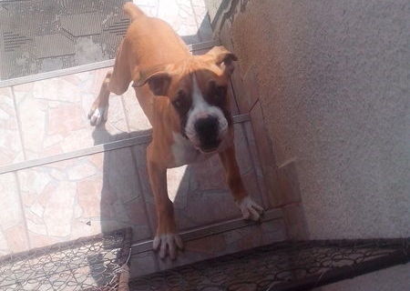 Boxer german 3 luni jumate femela