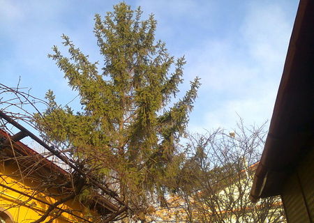 Brad de exterior