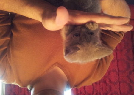 BRITISH BLUE SHORTHAIR