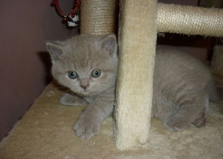 british shorthair lila
