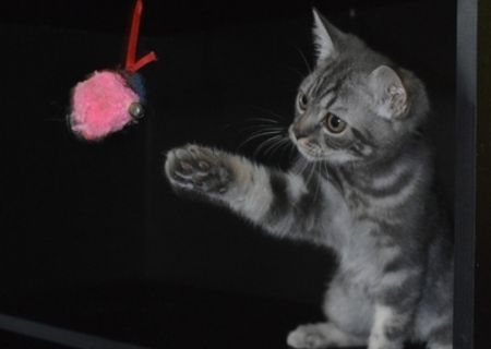 British silver tabby - 4 luni