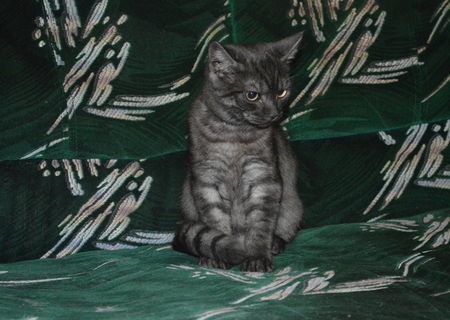 BRITISH spotted Black - 4 luni