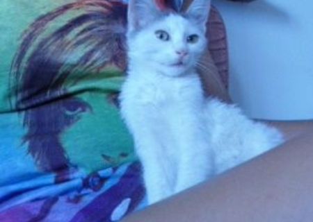 BUBBLES, motanel superb - pentru adoptie in Iasi, dar si in alte orase BUBBLES, motanel superb - pentru adoptie in Iasi, dar si in alte orase