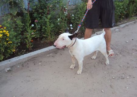 Bull Terrier