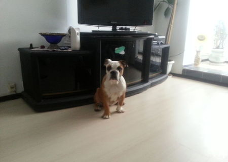Bulldog Englez cu Pedigree Pui Bulldog Englez cu Pedigree Pui