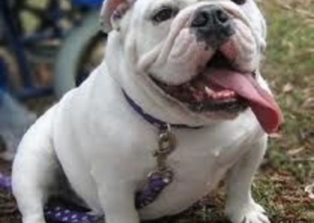 Bulldog englez exemplar superb Bulldog englez exemplar superb