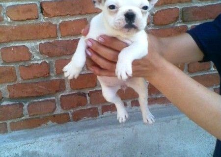 bulldog francez