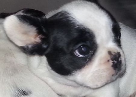 bulldog francez