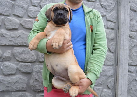 Bullmastiff cu pedigree