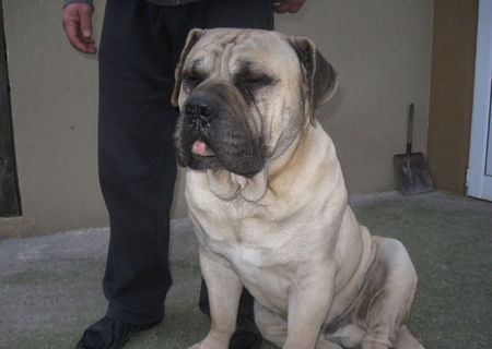 Bullmastiff si Presa Canario