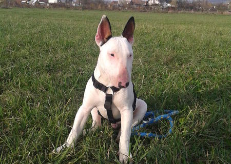 Bullterrier de vanzare