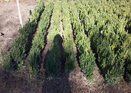 Buxus(planta ornamentala-gard viu)