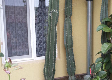 Cactusi de vanzare