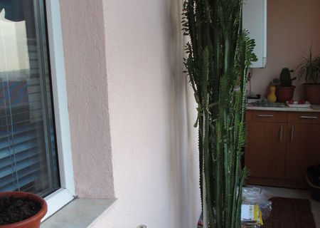 Cactusi ornamentali
