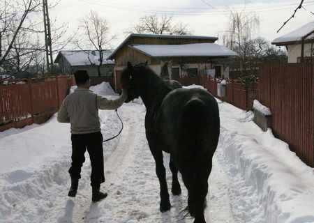 cai, ponei, manz frezian si trasura