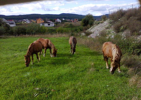Cai tractiune