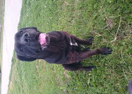 Caine cane corso