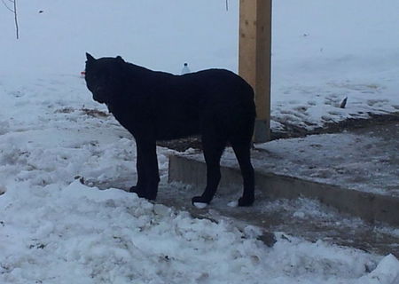 Caine cane corso Caine cane corso