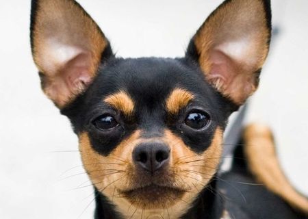 Caine Chihuahua / Chivava