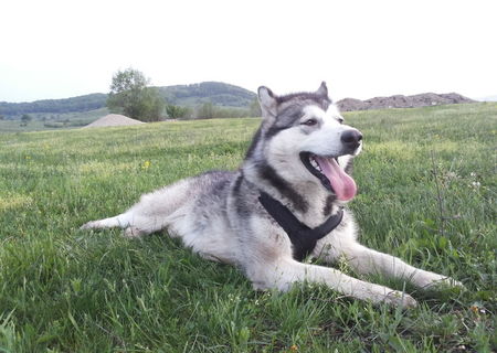 Caine (femela) Malamut de Alaska de 1 an si 8 luni