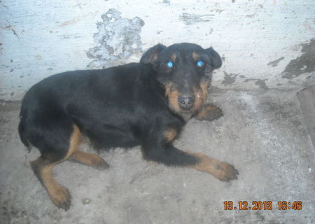 caine jagd terrier femela