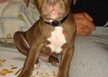 Caine Pitbull