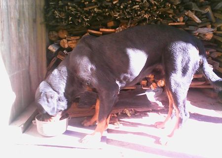 Caine rasa rottweiler