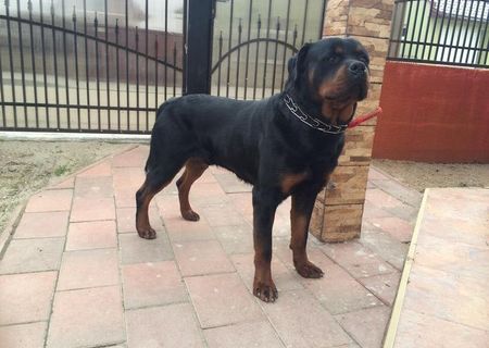 Caine Rottweiler