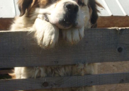 Caine Saint Bernard