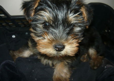 Caine Yorkshire Terrier Caine Yorkshire Terrier