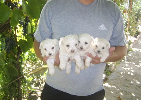 caini bichon maltez si bichon frise