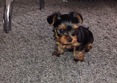 Caini din rasa Yorkshire terrier