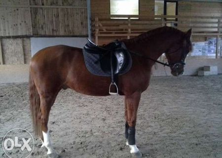 Cal de Sport Maghiar pt Scoala, Hobby sau Agrement Calarie Cal de Sport Maghiar pt Scoala, Hobby sau Agrement Calarie