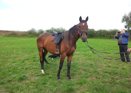 Cal furioso north-star, de calarie, 12 ani