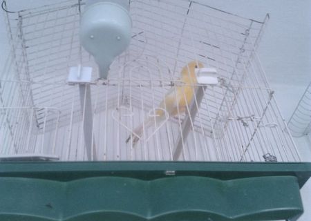 CANARI MASCULI SI FEMELE CULORI DIVERSIFICATE PRECIZEZ CA MASCULII SUNT FOARTE BUNI  CINTARETI