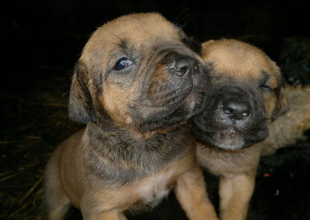 CANE- CORSO