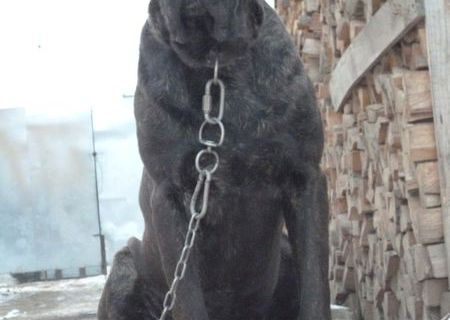 Cane Corso