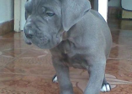 Cane Corso Albastri De Vanzare