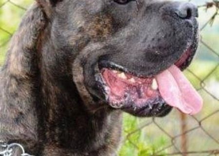 Cane Corso cu pedigree A