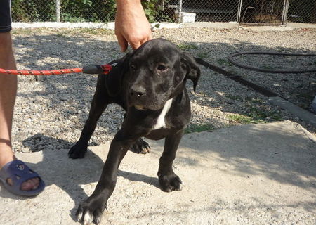 cane corso de 4 luni