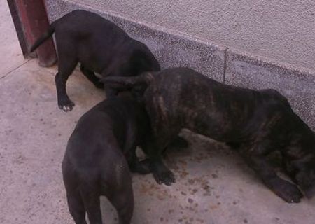 cane corso de exceptie urgent