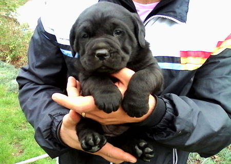 Cane Corso  de vanzare