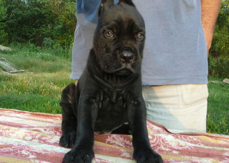 cane corso de vanzare