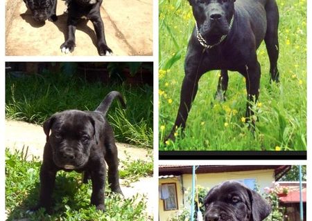 Cane corso de vânzare urgent !!!