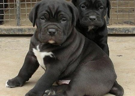 Cane Corso din familie cu pedigree