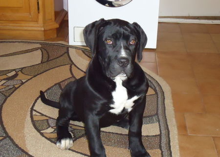 Cane corso femela 4 luni